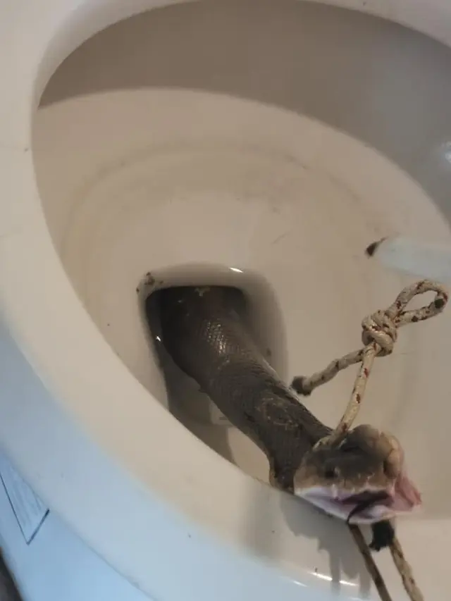 Pria Ini Menemukan Ular Kobra di Toilet Sebelum Menggunakannya, Bikin Merinding