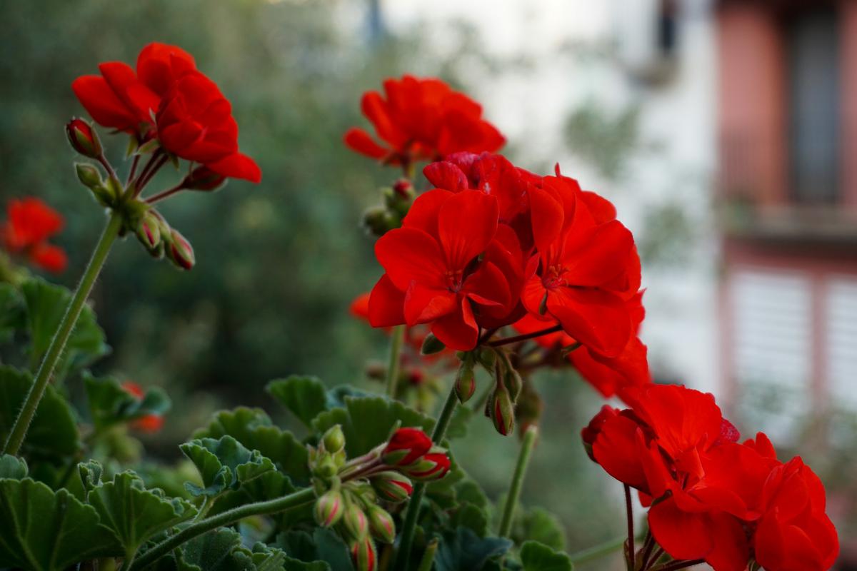Geranium