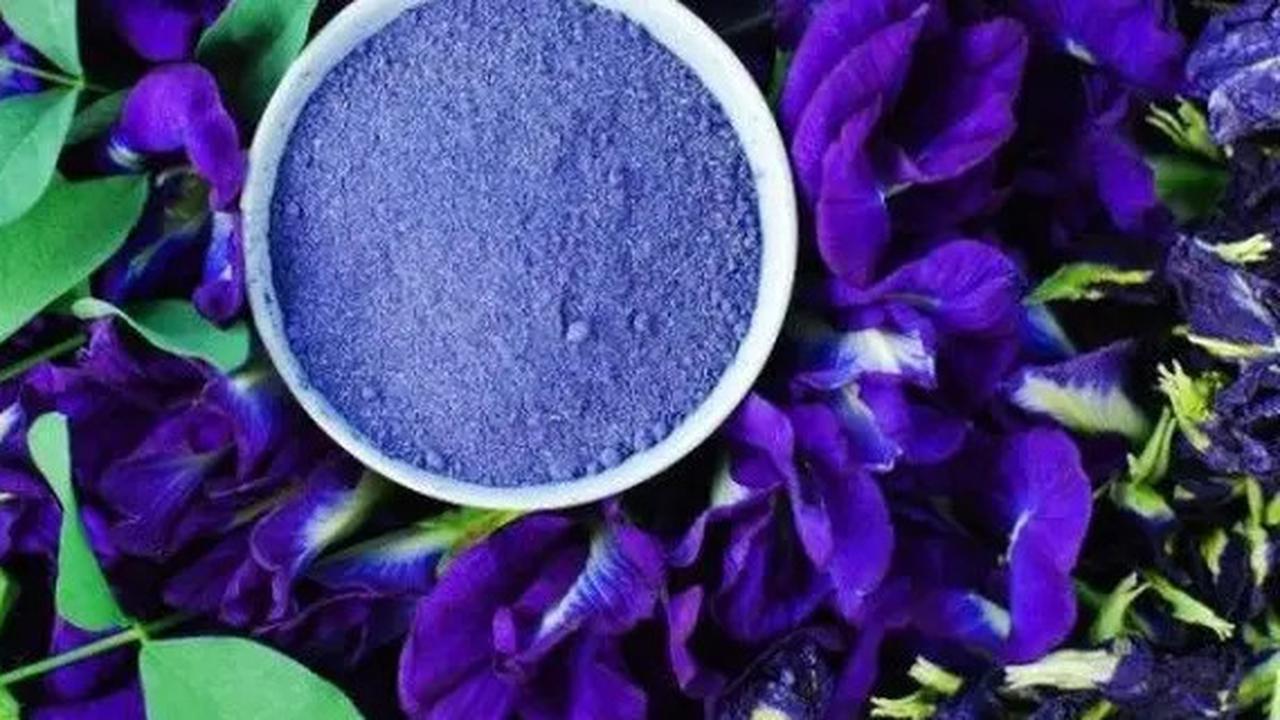 Cara Membuat Minuman Bunga Telang yang Sehat dan Banyak Khasiatnya