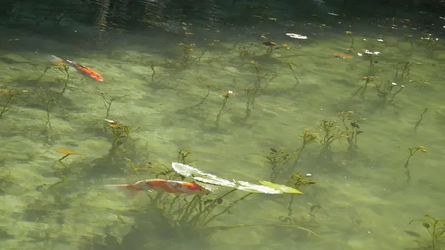 Kolam Monet