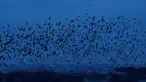 Burung Jalak terbang di langit Roma, Italia (20/12/2019). Burung jalak kerap terbang secara bergerombol dalam formasi yang sangat indah di langit. (AFP Photo/Tiziana Fabi)