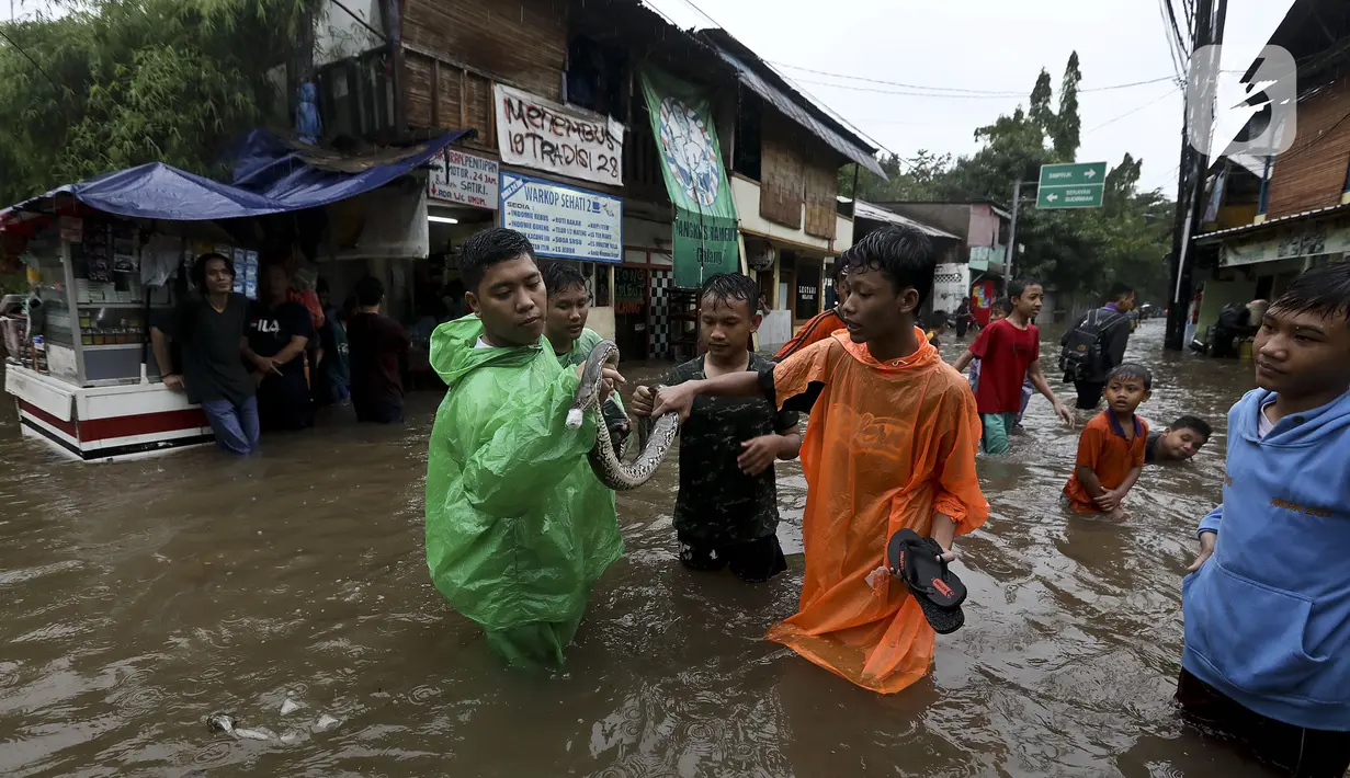 Warga menunjukkan ular yang ditemukan saat banjir di sekitar Jalan Hang Lekir, Kebayoran Lama, Jakarta Selatan, Rabu (1/1/2020). Banjir tersebut disebabkan karena tingginya intensitas hujan yang mengguyur sejak Selasa (31/12/2019). (Liputan6.com/Johan Tallo)