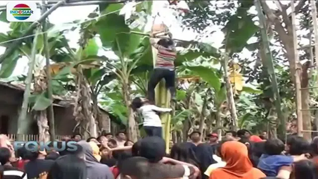 Para ibu di Kebumen berusaha keras memanjat pohon pisang agar bisa meraih hadiah yang ada di atasnya.