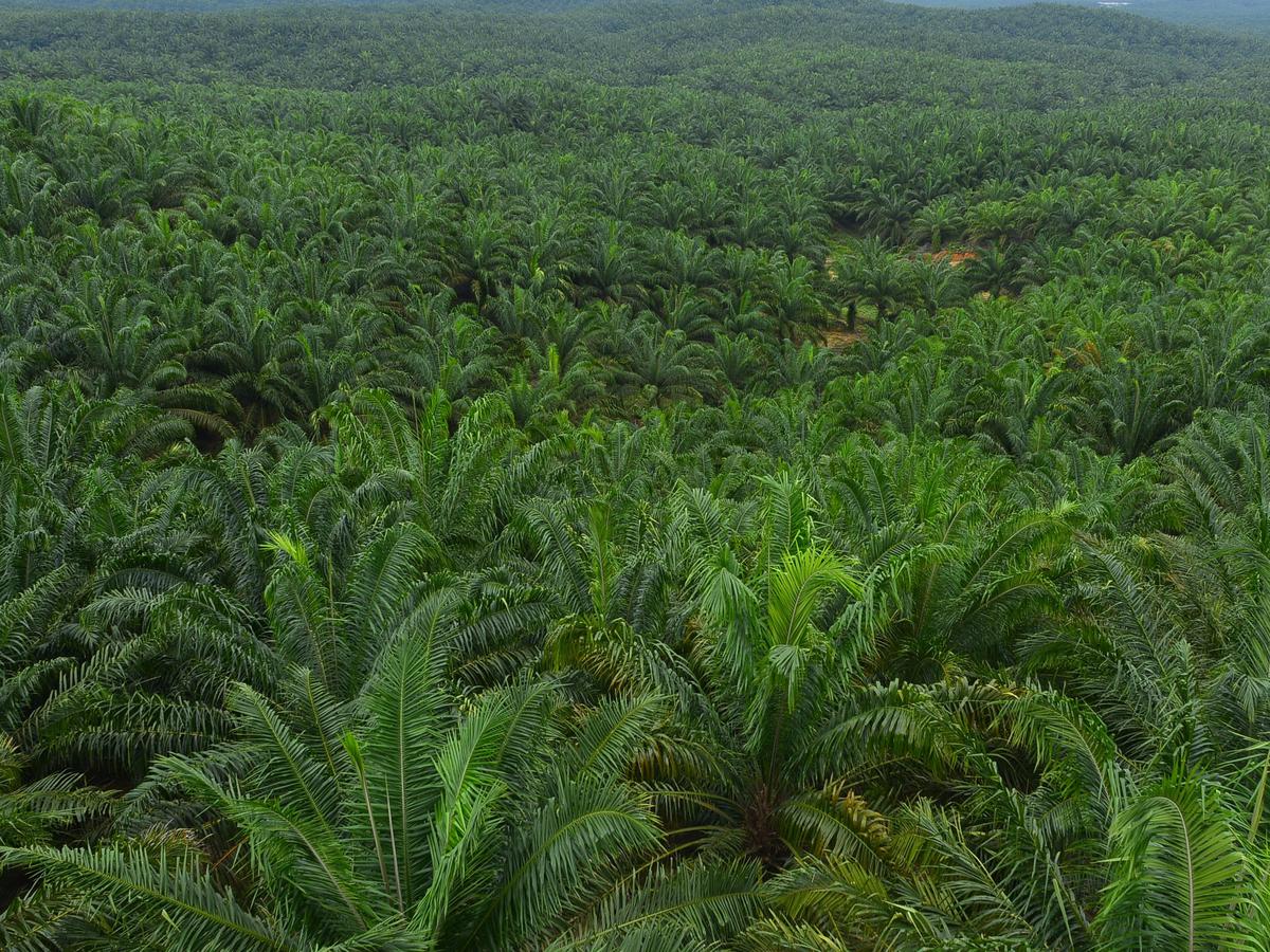 Astra Agro Lestari Targetkan Zero Carbon Sebelum 2060 - Saham ...