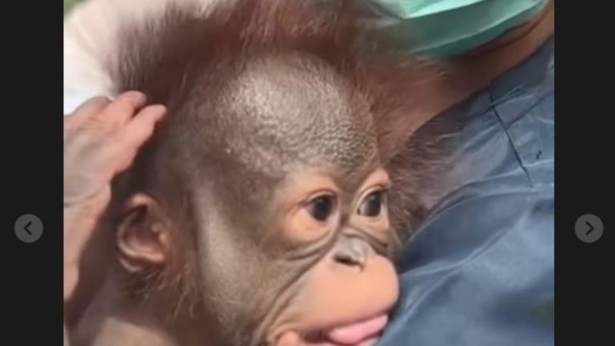 Bandung Zoo Buka Seleksi untuk Jadi Orangtua Asuh Bayi Orangutan Berusia 2 Bulan