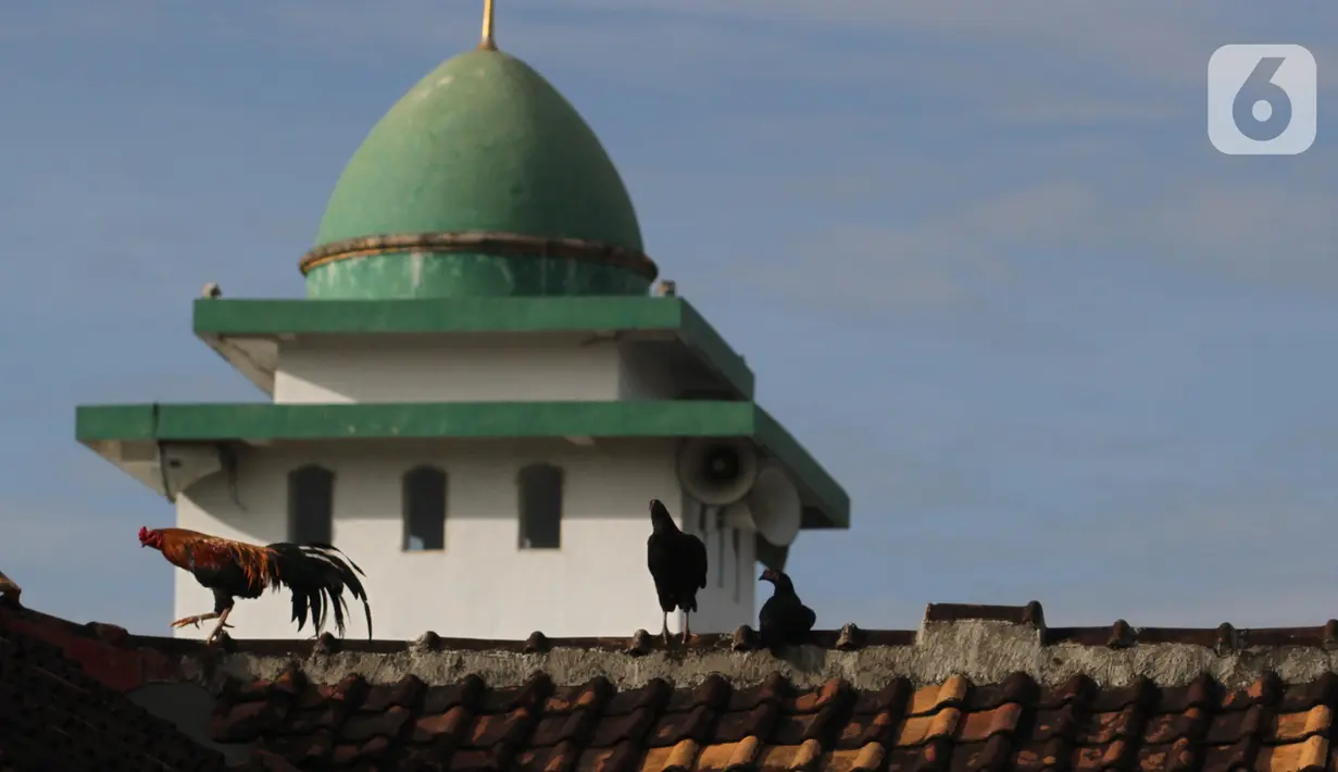 Sejumlah ayam berada di atap masjid saat banjir di Desa Sukajaya, Serang, Banten, Rabu (2/3/2022). Banjir yang melanda kawasan Masjid Banten Lama setelah curah hujan tinggi mengguyur Kota Serang beberapa hari lalu mengakibatkan Kali Cibanten meluap dan menggenangi 22 titik. (merdeka.com/Imam Buhori)