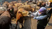 Petugas Kesehatan Hewan (Puskeswan) Kota Depok memeriksa mulut sapi kurban yang dijual di CV Puput di kawasan Rangkapan Jaya, Depok, Jawa Barat, Rabu (21/6/2023). (merdeka.com/Arie Basuki)