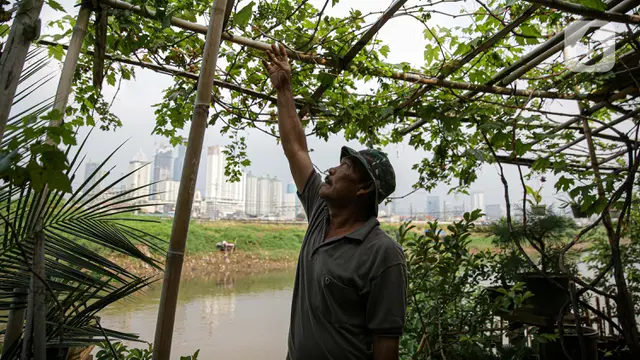 FOTO: Pemanfaatan Lahan Bantaran Kali Ciliwung untuk Bertani