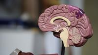Simak disini mengenai penjelasan dan karakteristik mengenai dominan otak kanan. (unsplash.com/Robina Weermeijer)