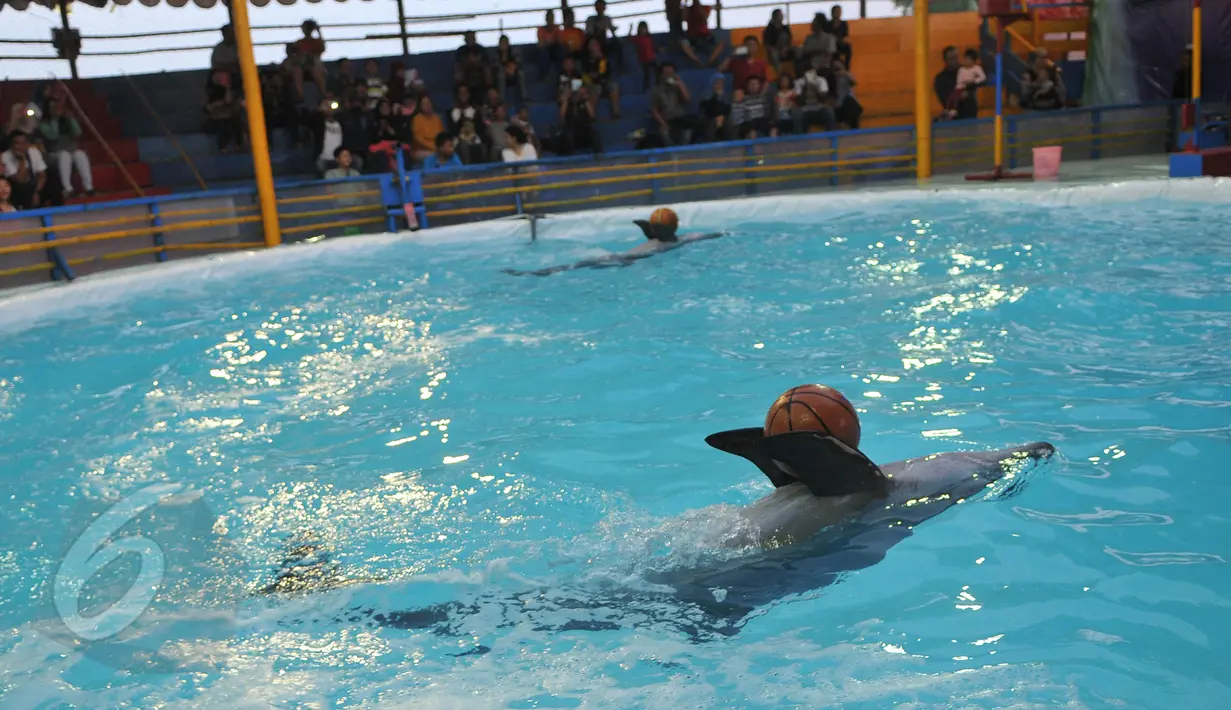Sejumlah pengunjung menyaksikan atraksi sirkus lumba-lumba keliling di Kota Depok, Jawa Barat, Minggu (31/5/2015). Pertunjukan tersebut digelar hingga 14 Juni mendatang, dengan tarif antara Rp35ribu-Rp50ribu. (Liputan6.com/Herman Zakharia)