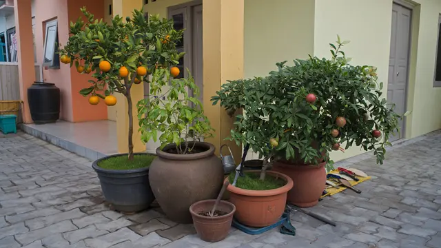 Kebun Buah dalam Pot Besar untuk Teras Depan Minimalis