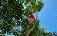 Sambil Nunggu Padi Kering, Ayah Lesti Kejora Petik Buah Duku Ketahuan Mertua Langsung Lari Terbirit-birit