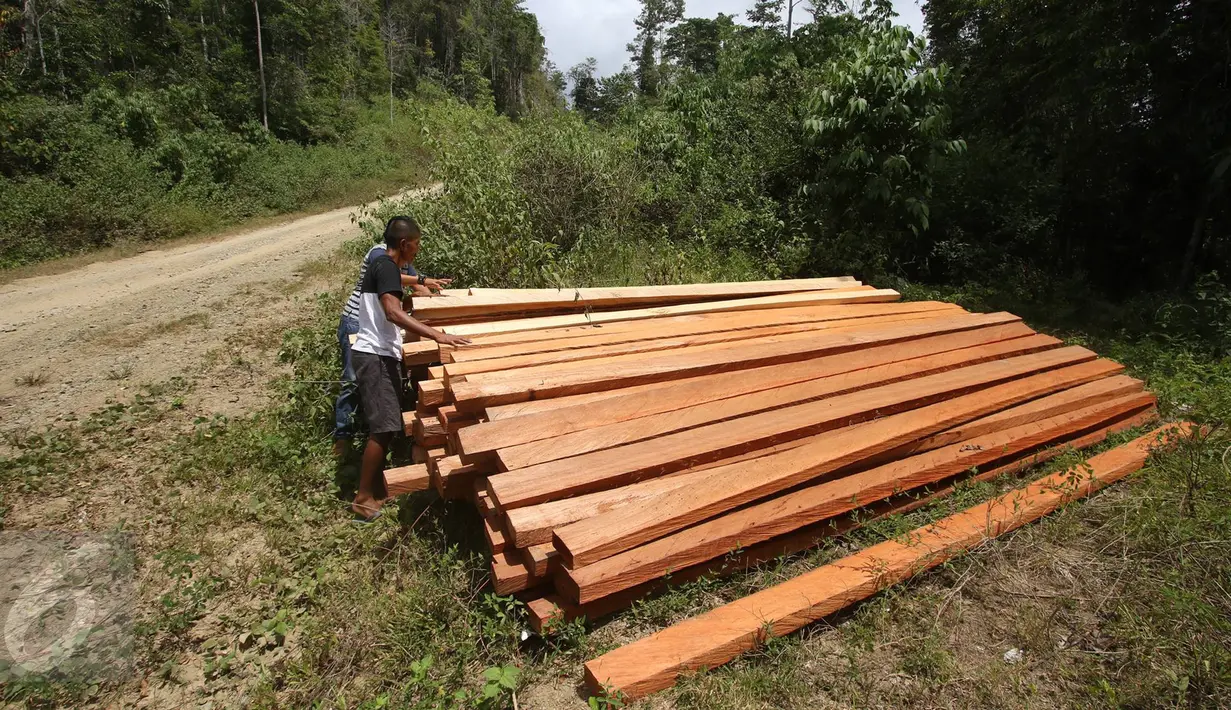 Warga melihat tumpukan kayu tidak bertuan hasil pembalakan liar yang ditemukan di KM 16 akses menuju perkebunan sawit PT Sawit Tiara Nusa kawasan Hutan Produksi Popayato, Kabupaten Pohuwato, Gorontalo, Minggu (11/9). (Liputan6.com/Immanuel Antonius)