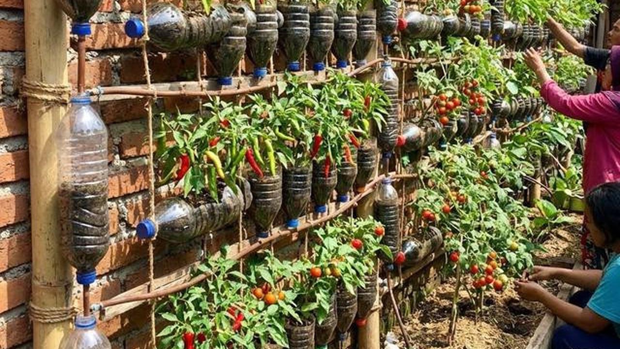 Cara Membuat Cabai Rawit di Kebun Gantung Cepat Berbuah, Panen Lebat Meski Lahan Sempit