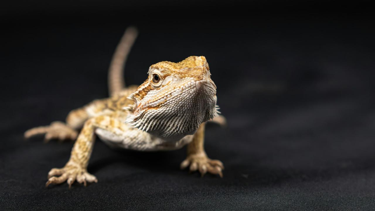 Bearded Dragon