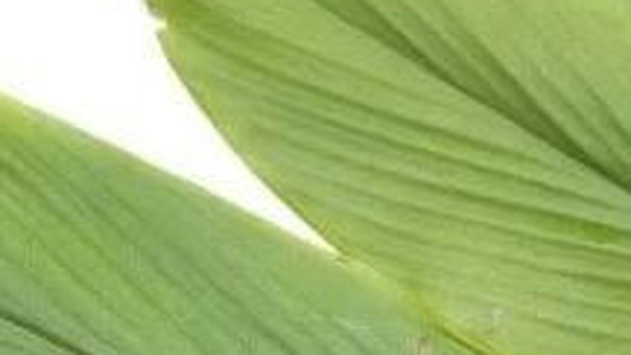 11. Daun Kunyit