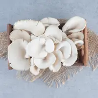 Ilustrasi jamur tiram./Copyright&nbsp;freepik.com/author/azerbaijan-stockers