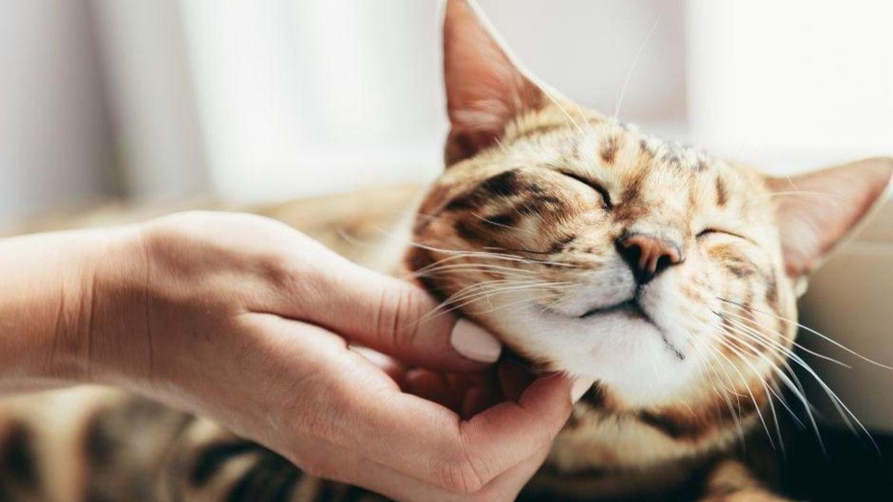 <b>Harga Kucing Bengal</b><br>