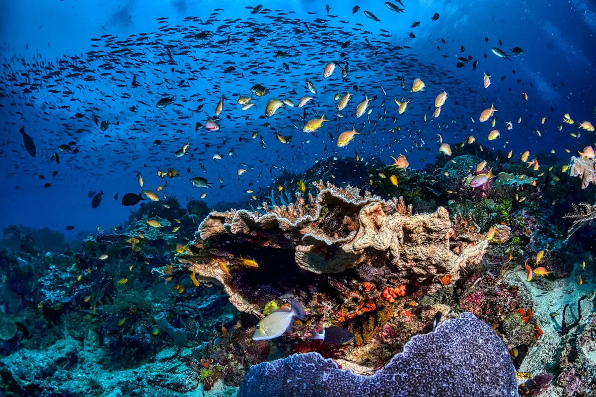 Cara Kearifan Lokal Menjaga dan Mengolah Seafood Indonesia Timur