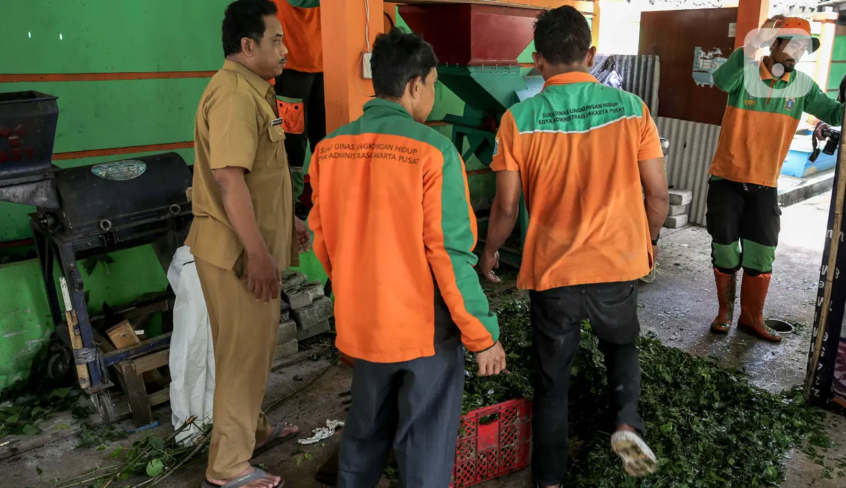 Aktivitas pengolahan pupuk kompos dari  sampah daun di TPS 3R Ketapang Satpel Lingkungan Hidup Kecamatan Gambir, Jakarta, Rabu (22/2/2023). TPS 3R Ketapang Satpel Lingkungan Hidup Kecamatan Gambir itu dapat mereduksi atau mengurai sampah organik menjadi kompos sebanyak 200-300 kilogram per hari. (Liputan6.com/Faizal Fanani)