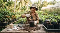 Cara Stek Pohon Rambutan agar Cepat Tumbuh Tunas, Ini Trik agar Batang Tidak Mudah Layu