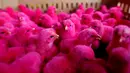 Anak ayam warna-warni saat ditawarkan penjual di pasar unggas kecil di Jakarta 18 Mei 2016. Fenomena Anak ayam warna-warni ini tetap bertahan sampai sekarang karena masih banyak peminat terutama anak-anak. (REUTERS / Darren Whiteside)