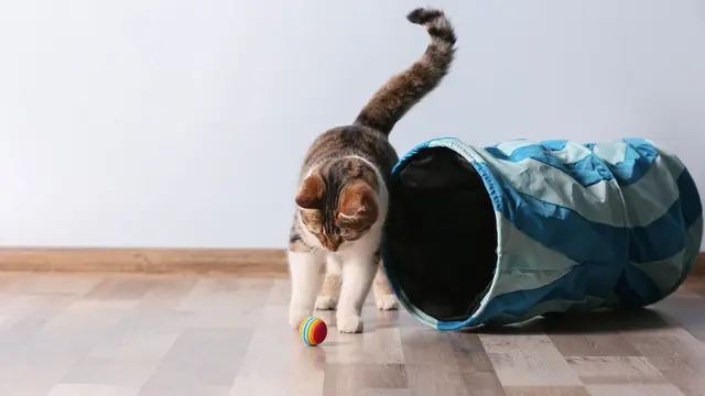 Jangan Langsung Digendong, Begini Cara Tepat Memperkenalkan Diri pada Kucing