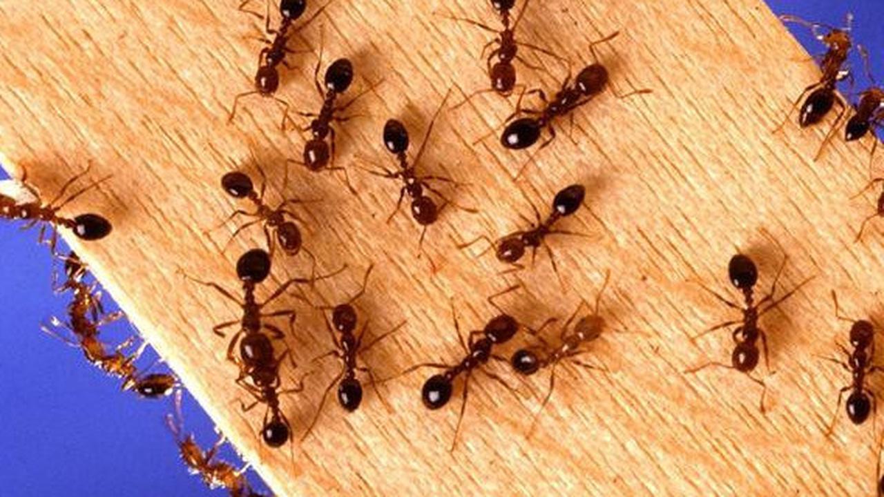 5 Cara Usir Semut Paling Ampuh di Rumah, Aman untuk Keluarga dan Hewan Peliharaan