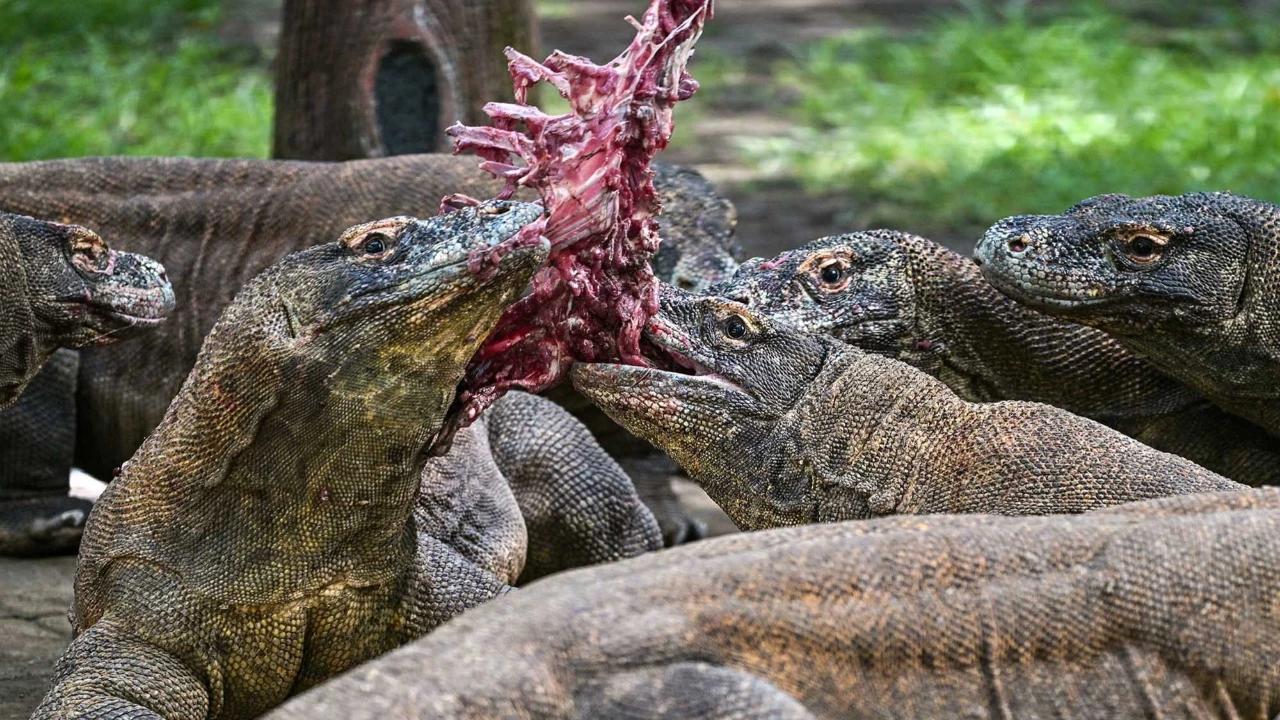 FOTO: KBS Pinjamkan Komodo Selama 5 Tahun untuk Program Konservasi Jepang