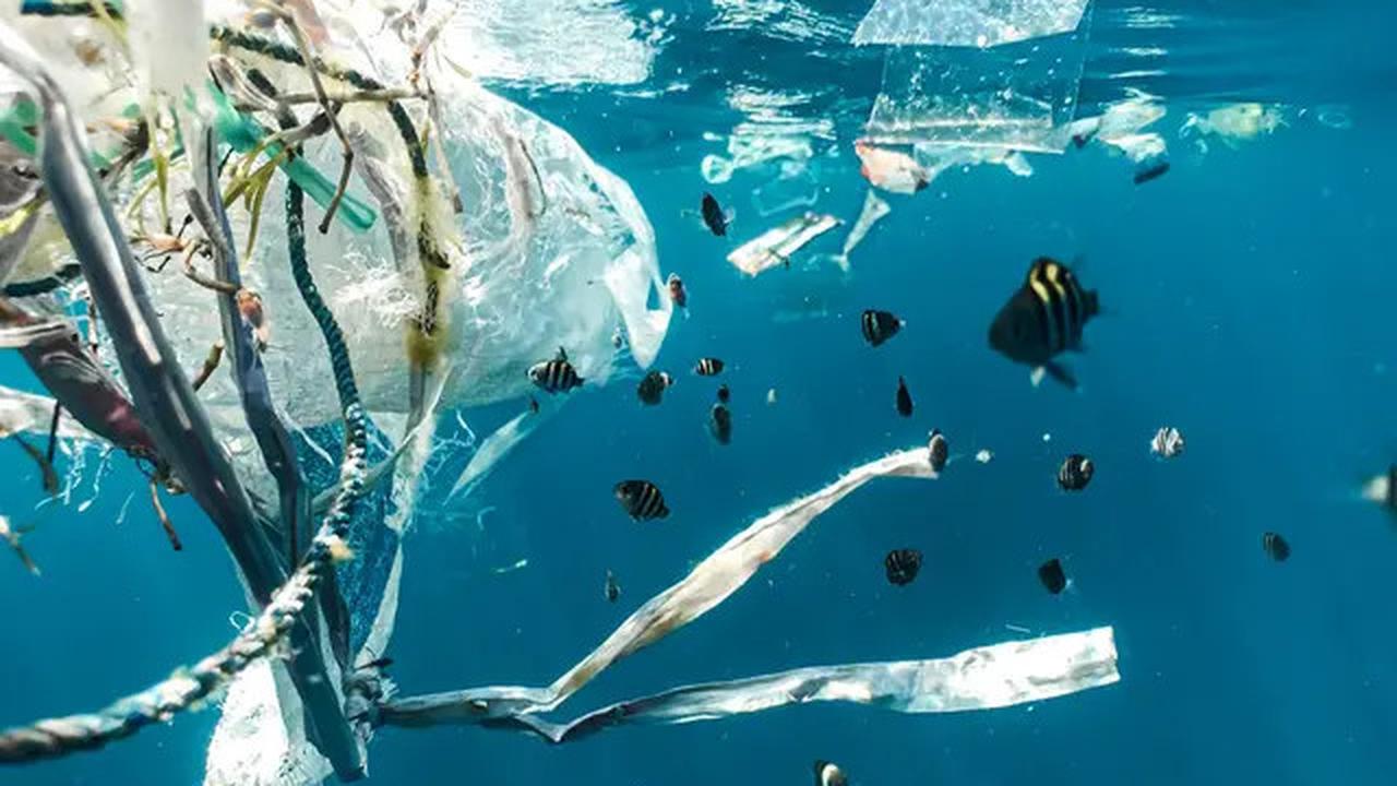 Ilmuwan Syok, Perut Burung Bunyi 'Kemresek' Akibat Makan 778 Potong Plastik