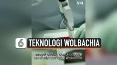 wolbachia