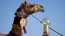 Seorang anggota keluarga Al Kuwari menunjukkan trofi setelah memenangkan hadiah pertama Kontes Kecantikan Unta di Qatar Camel Mzayen Club, Ash-Shahaniyah, Qatar, 2 Desember 2022. Kecurangan yang kerap dilakukan peserta adalah membuat bibir unta lebih kendur dan punuknya lebih berbentuk, atribut utama dalam kontes. (AP Photo/Natacha Pisarenko)