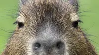 7 Captivating Facts About Capybara