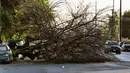 <p>Kondisi lalu lintas sekitar pohon tumbang setelah badai yang lewat di Van Nuys, Los Angeles, California, Amerika Serikat, 1 Januari 2023. Badai dahsyat yang menerjang California menyebabkan banjir, pohon tumbang, hingga tanah longsor. (AP Photo/Richard Vogel)</p>