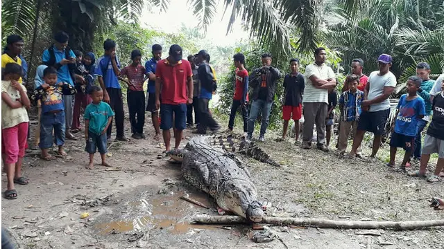 BBKSDA Riau Usut Kematian Buaya Raksasa Setelah Ditangkap Warga
