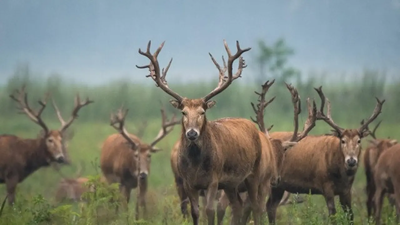 Rusa Milu