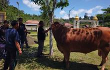 Presiden Prabowo Sumbang Sapi Kurban 1 Ton Lebih untuk Masyarakat Simeulue di Idul Adha 2026