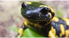 Selain salamander, restoran ini juga menyediakan menu dari daging buaya, unta, kutu laut dan burung unta.