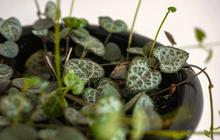 14 Tanaman Hias Daun Berbentuk Hati yang Cantik untuk Dekorasi Rumah Lebih Estetik