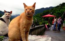 Fakta Miris di Balik Penyiksaan Kucing di Semarang, Seperti Fenomena Gunung Es