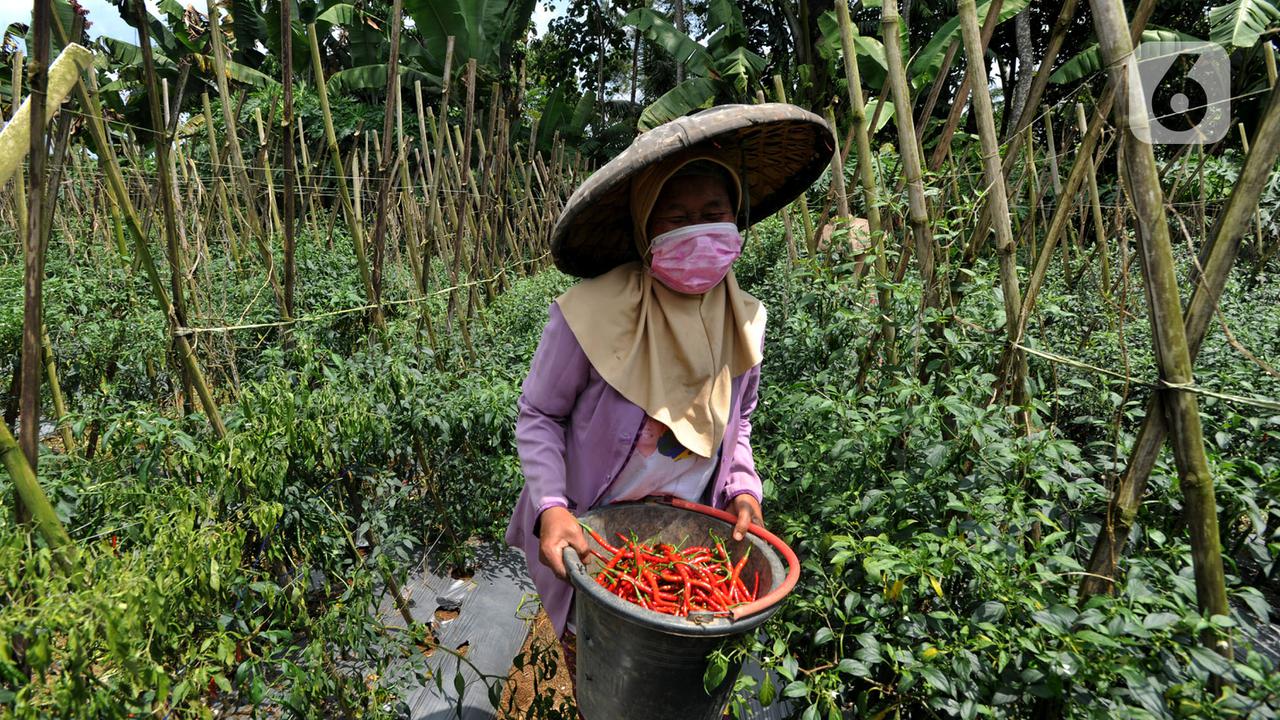 Harga Cabai Alami Penurunan