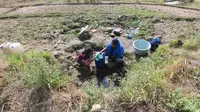Warga mengambil air untuk kebutuhan sehari-hari pada kubangan bekas sawah di  kawasan Weninggalih, Jonggol, Jawa Barat, Selasa, 25 Agustus 2026. (KLY/ Arie Basuki)
