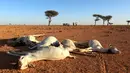 Sejumlah warga berada di dekat bangkai hewan  yang mati kekeringan di Dahar, Puntland, Somalia (15/12). Puluhan hewan ternak dan liar mati mengenaskan sejak beberapa bulan terakhir akibat musim kemarau panjang di wilayah Somalia. (REUTERS/Feisal Omar)