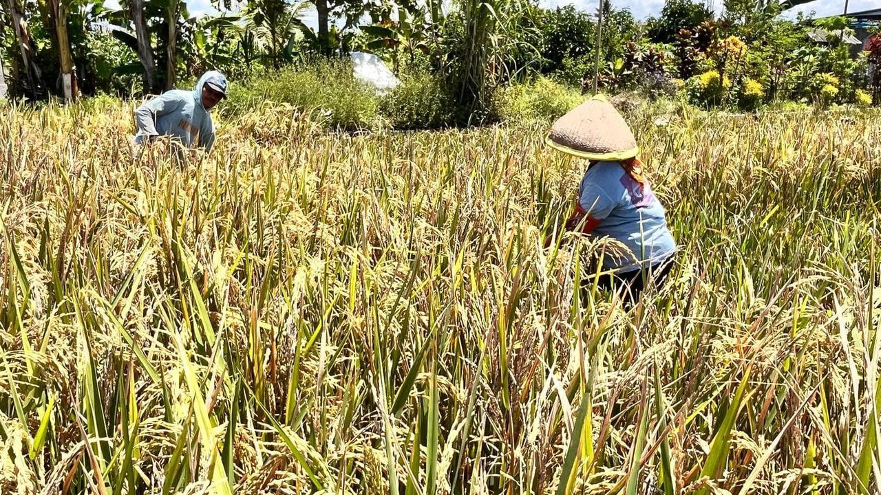 Dukung Pemerintah Tindak Praktik Kecurangan Beras, DPR: Harus Diberi Sanksi