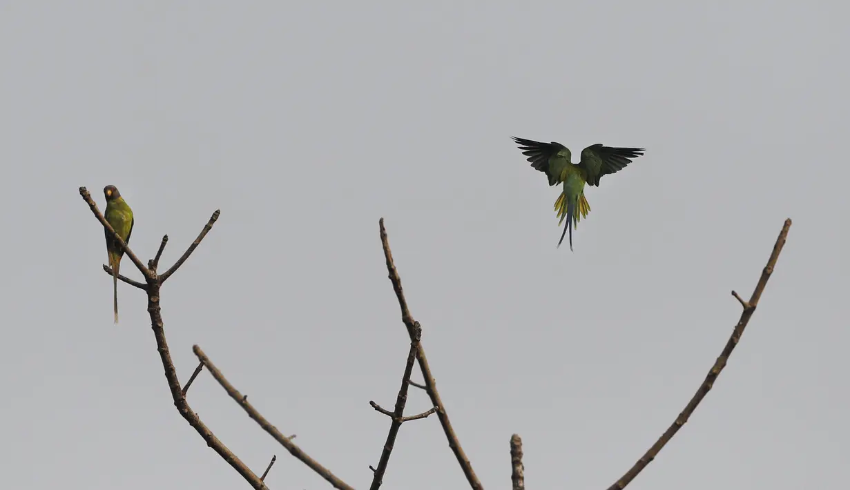 Parkit berkepala bunga terlihat di Taman Nasional Bardiya, Distrik Bardiya, Nepal, Rabu (31/3/2021).  Binatang yang bisa disaksikandi taman ini adalah harimau royal bengal, badak bercula satu, rusa rawa dan buaya. (AP Photo/Niranjan Shrestha)