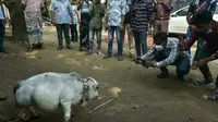 Punya Tinggi 51 Cm, Rani Si Sapi Kerdil di Bangladesh Curi Perhatian Warga