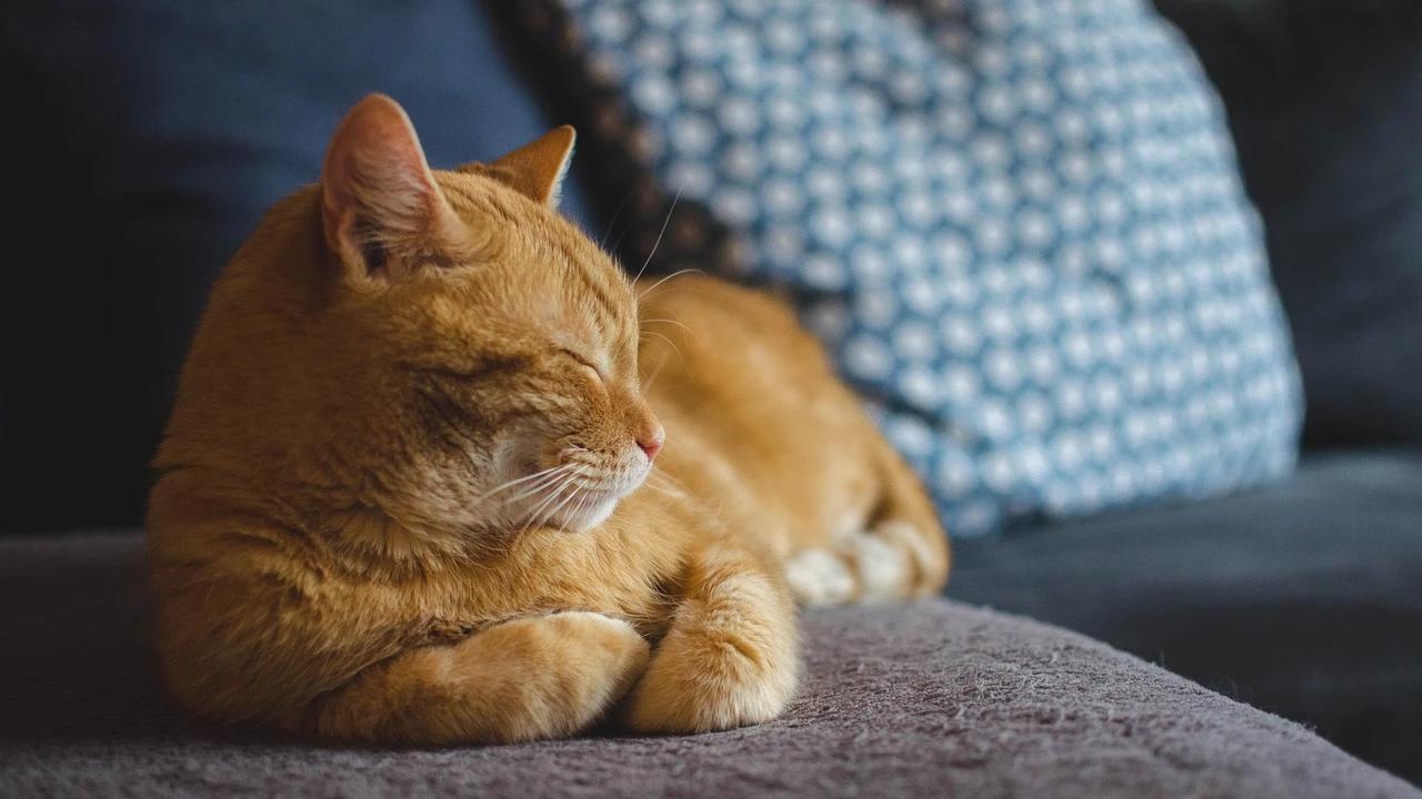 Rumah Bebas Bau, Intip 10 Cara Cegah Kucing Kencing Sembarangan Demi Kebersihan Hunian