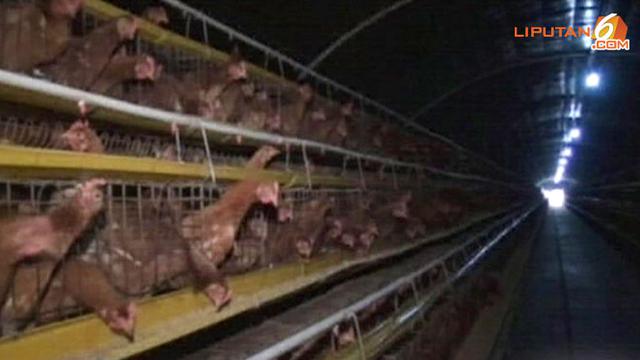 Video Beternak Ayam Tanpa Kotor Dan Bau News Liputan6 Com