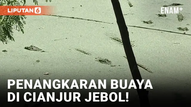 VIDEO: Penangkaran Jebol, Puluhan Buaya Lepas ke Sungai dan Pemukiman Warga