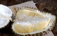 Biji Durian Juga Punya Manfaat Kesehatan, Ini Cara Membuat Rebusannya